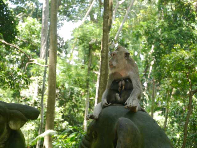 Monkey Forest en Ubud