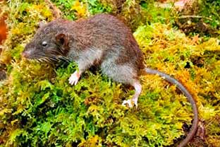 nueva especie de roedor en Sulawesi, Indonesia
