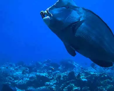 Buceo en Indonesia