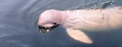 Delfines de agua dulce