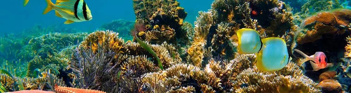 La isla Menjangan para practicar snorkel en Bali