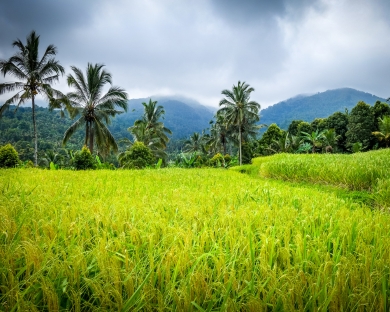 recorrido por Ubud