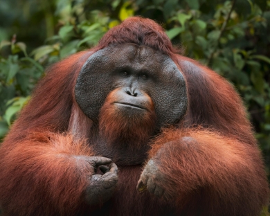 rangutanes en Sumatra