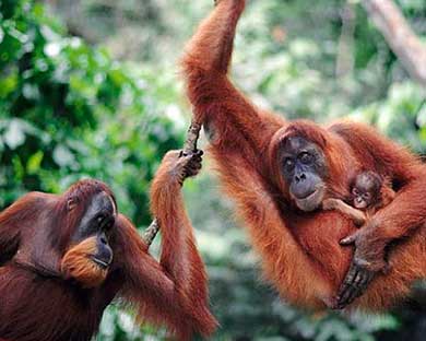 tour para ver los orangutanes en Sumatra