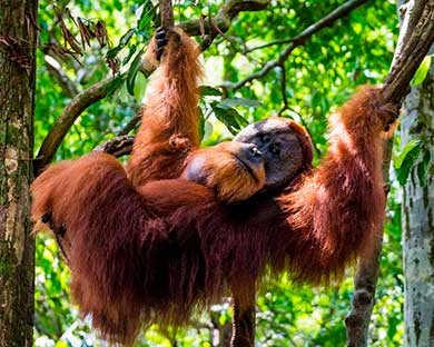 Orangutanes en Sumatra
