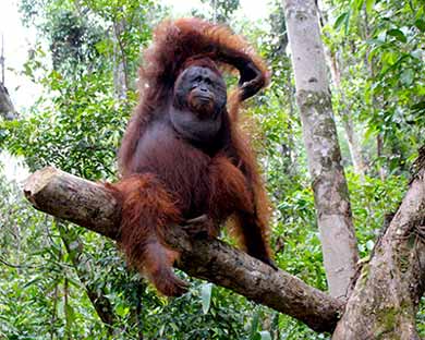 Viaje a Borneo, isla de los orangutanes