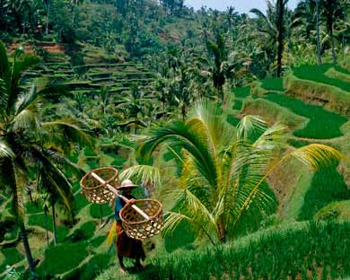 Ubud Bali